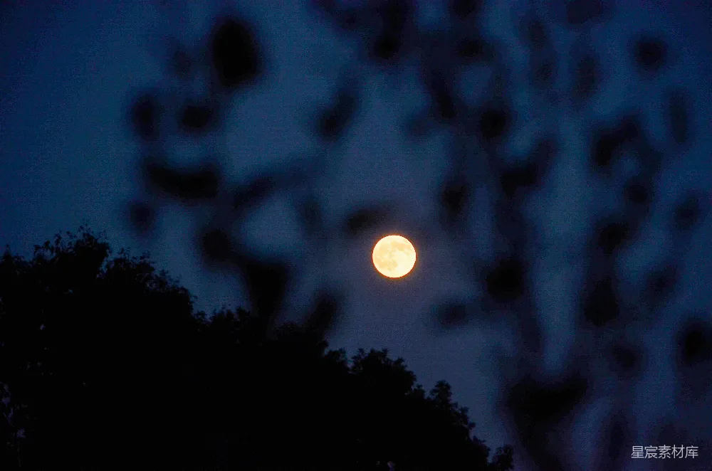 高清摄影 自然 夜晚 月亮 树影 宁静 月光下的树影