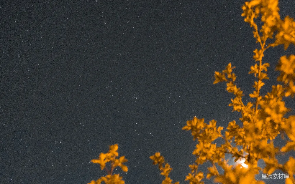 高清摄影 夜空 树木 星空 宁静 自然 夜空下的树影