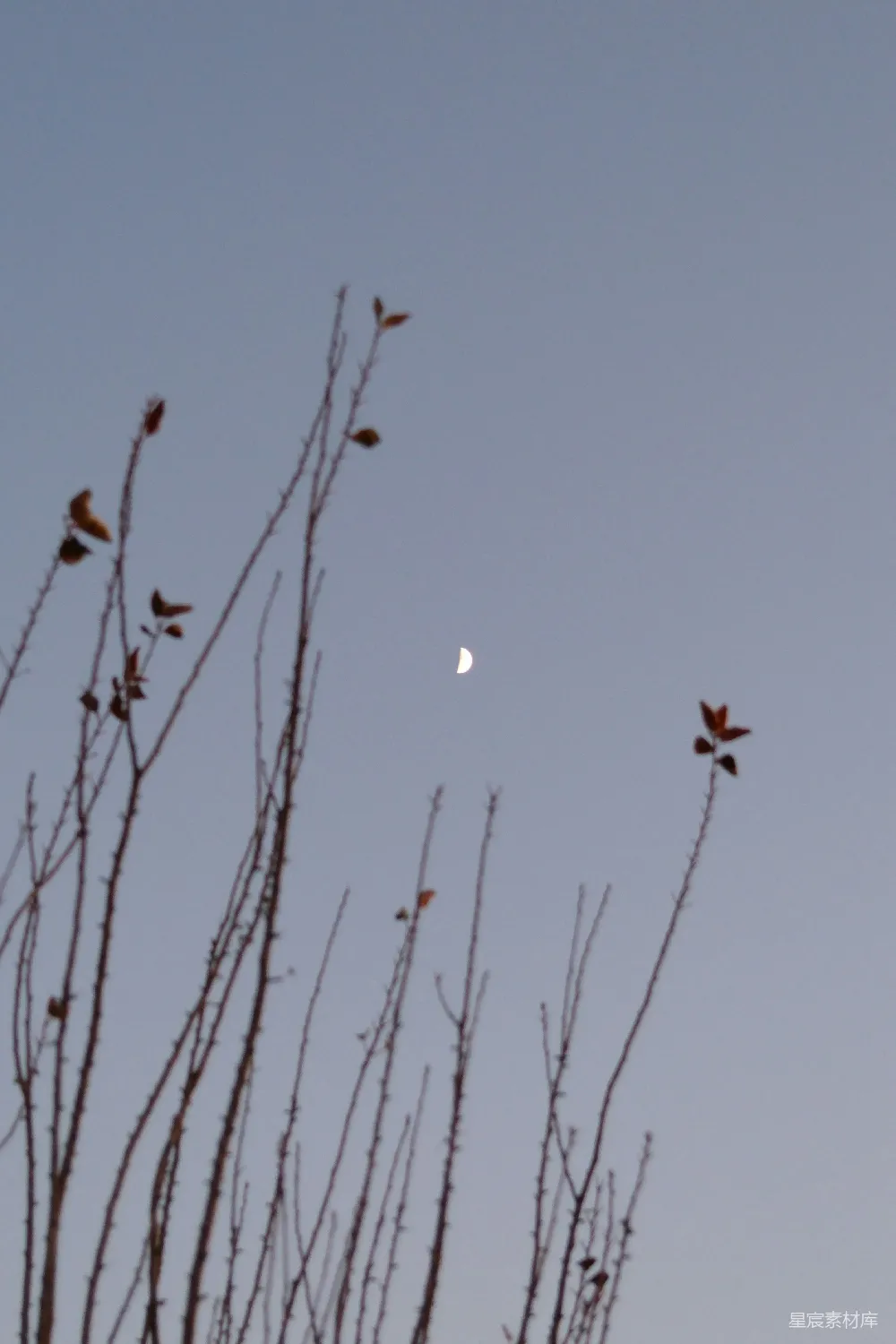 高清摄影 自然 宁静 风景 夜晚 月亮 月与枝影
