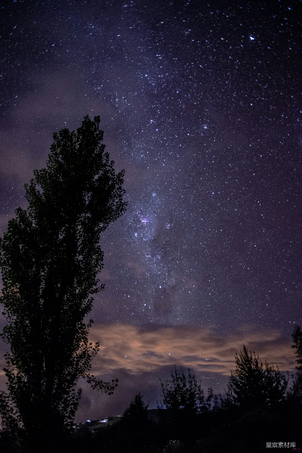 高清摄影 夜景 星空 自然 宁静 浪漫 夜空下的树影
