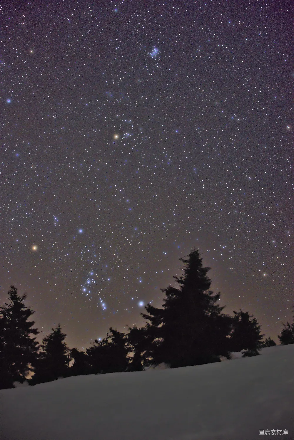 高清摄影 冬夜 星空 松林 自然风光 宁静 冬夜星空下的松林