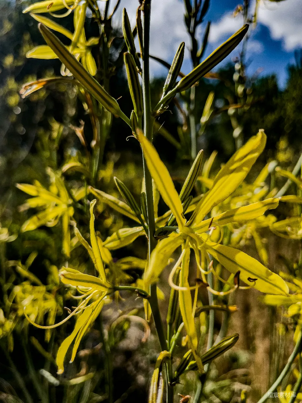 高清摄影 花朵 自然 特写 植物 户外 金黄色花朵的特写