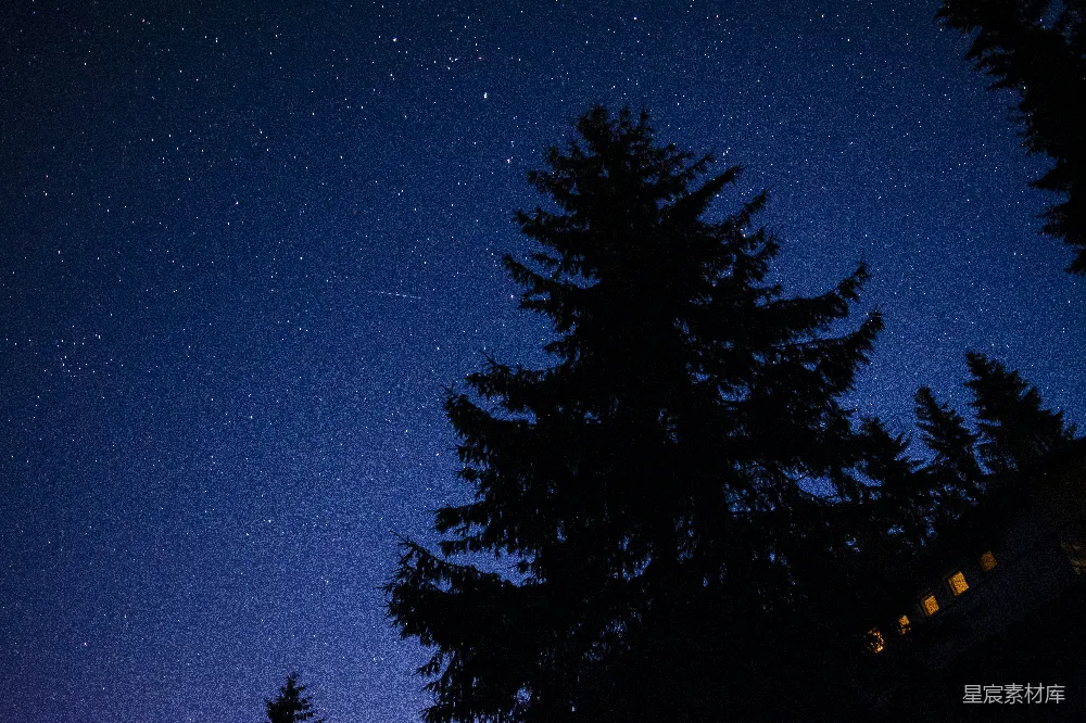 高清摄影 夜空 松树 星空 宁静 自然 夜空下的松树