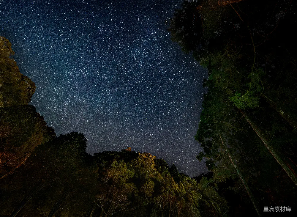 高清摄影 夜空 星河 森林 宁静 自然 璀璨星空下的森林