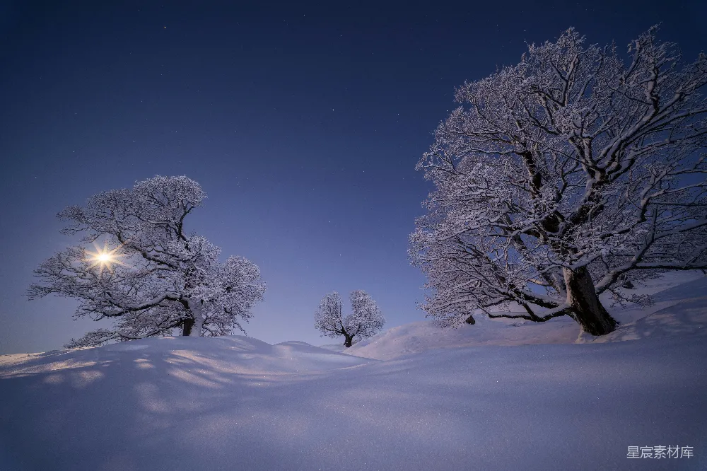 高清摄影 雪景 古树 夜景 宁静 自然 冬夜雪景下的古树