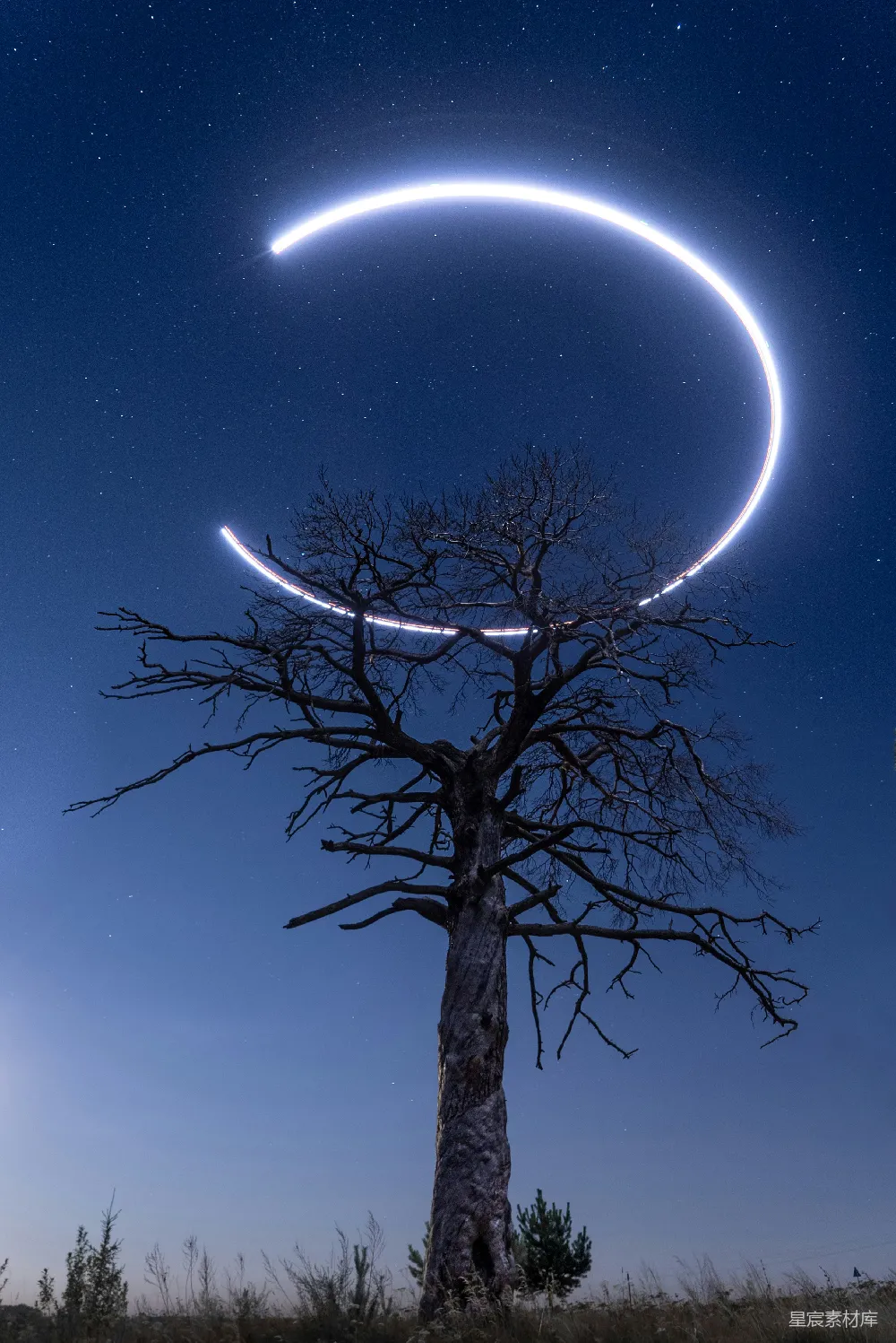 高清摄影 树 夜空 光圈 自然 艺术 静谧夜空下的树与光圈