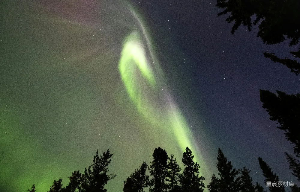 高清摄影 极光 夜景 自然风光 森林 星空 极光下的森林剪影