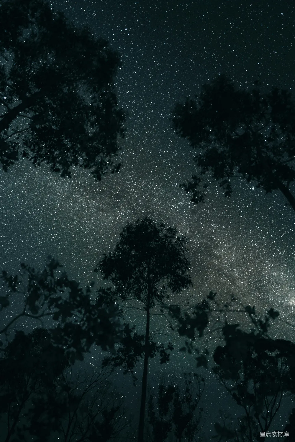 这张图片展示了在满天星辰的夜空中，树梢的剪影。深邃的夜空布满了点点繁星，银河清晰可见，树木的轮廓在夜色中显得格外清晰。整个画面充满了宁静与神秘的氛围，适合用于自然风光、夜景摄影或宇宙主题的背景。