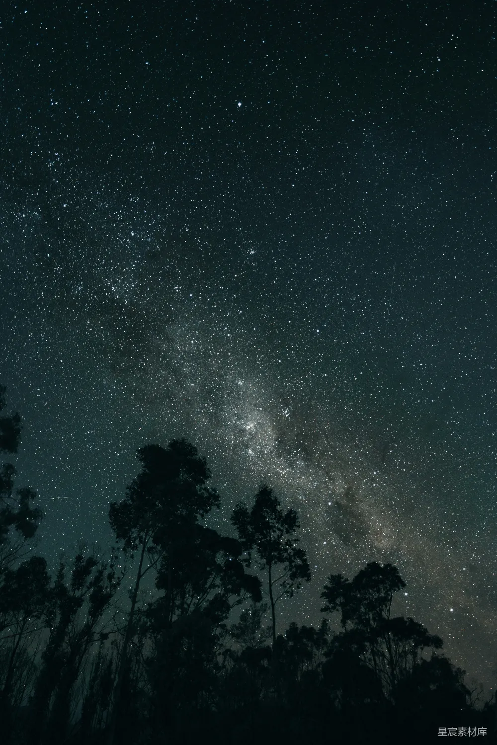 这张图片展示了一片星空下的森林，银河清晰可见，星星点缀其间。树木的轮廓在夜色中显得格外神秘，营造出一种宁静而神秘的氛围。适合用于自然风光、星空摄影和宁静主题的背景图片。