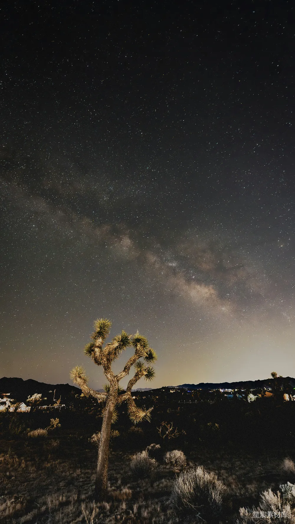 图片展示了一棵孤独的沙漠植物在星空下的景象。夜空繁星点点，银河横跨其中，地平线上的微光为沙漠增添了一抹温暖。这幅画面既展现了自然的宁静美，也突显了宇宙的浩瀚与神秘。适合用于自然风光、天文摄影、宁静氛围的场景。