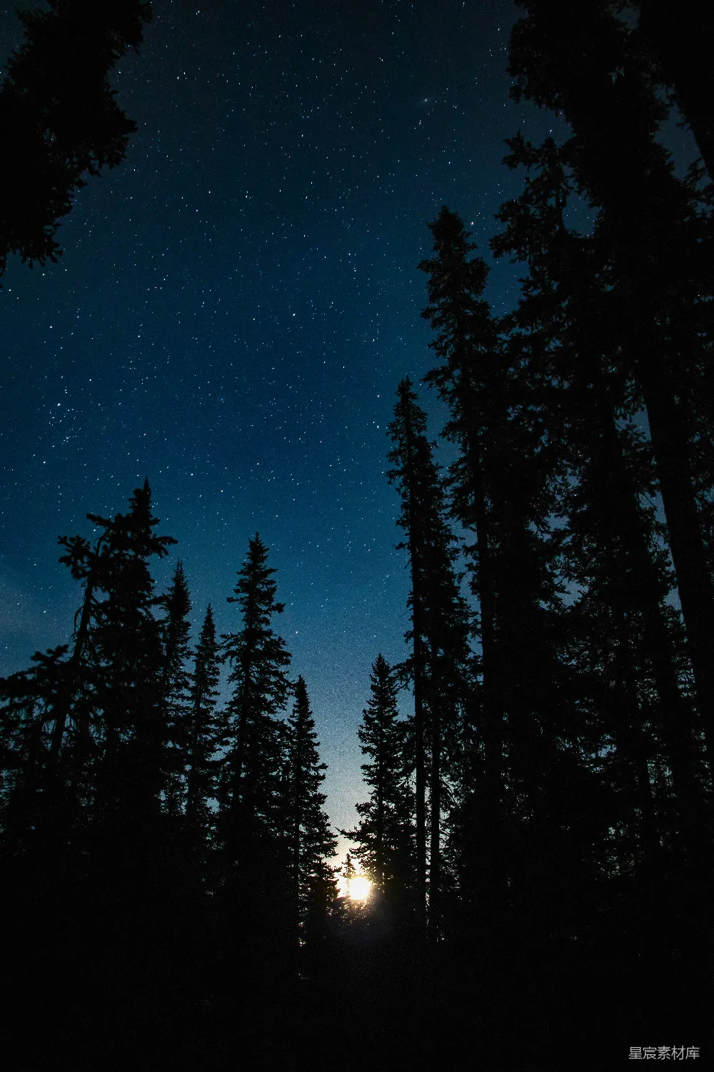 高清摄影 森林 夜景 星空 宁静 自然 夜空中星河的森林剪影