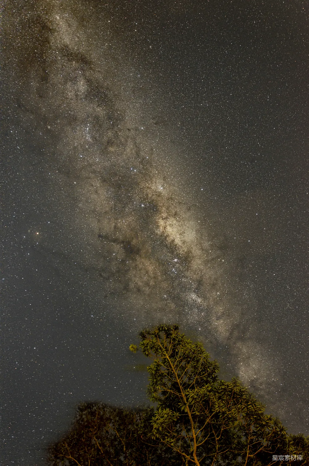 高清摄影 夜空 银河 自然 宁静 星空 银河与夜空下的树梢