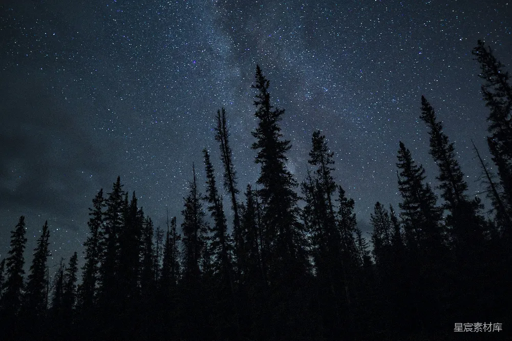 这张图片展示了夜晚星空下的松林景象。漆黑的夜空中布满了繁星，松树的轮廓在星光的映衬下显得格外清晰。整个画面给人一种宁静而神秘的感觉，适合用于自然风光、户外探险或冥想主题的背景。