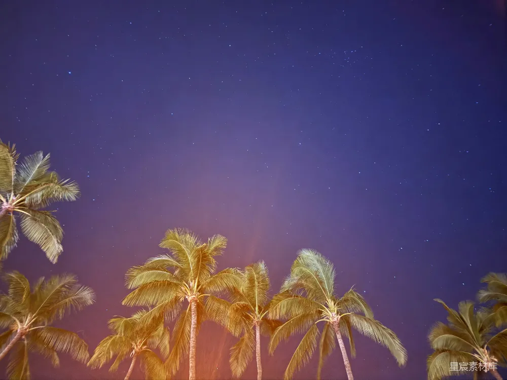高清摄影 星空 椰子树 宁静 自然 夜景 星空下的椰林