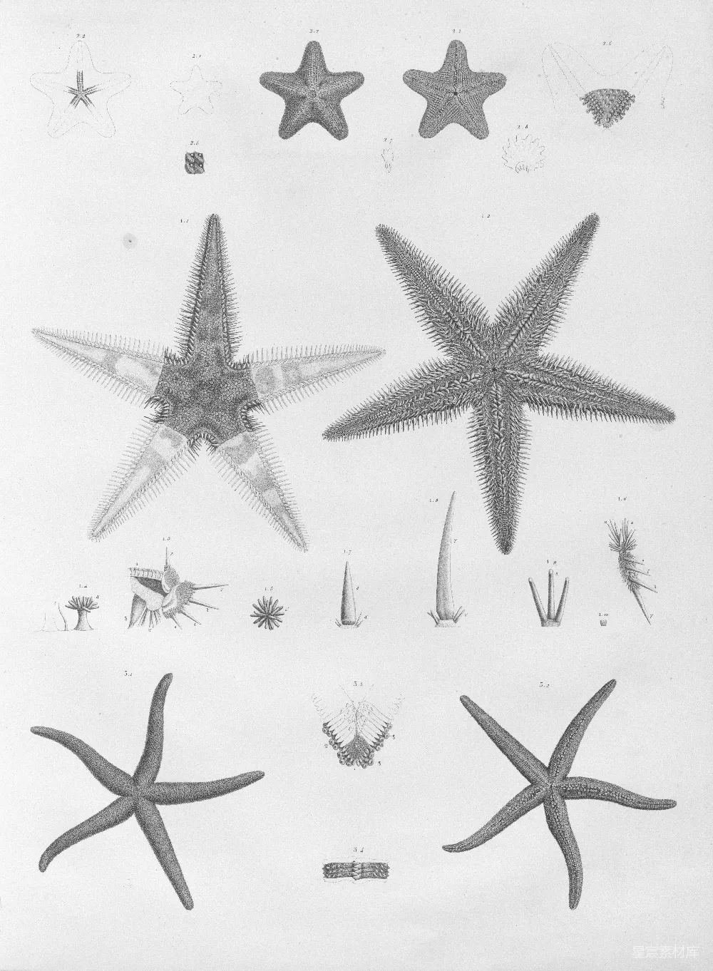 高清摄影 海星 生物插图 科学插图 海洋生物 自然教育 海洋生物：海星的多样性