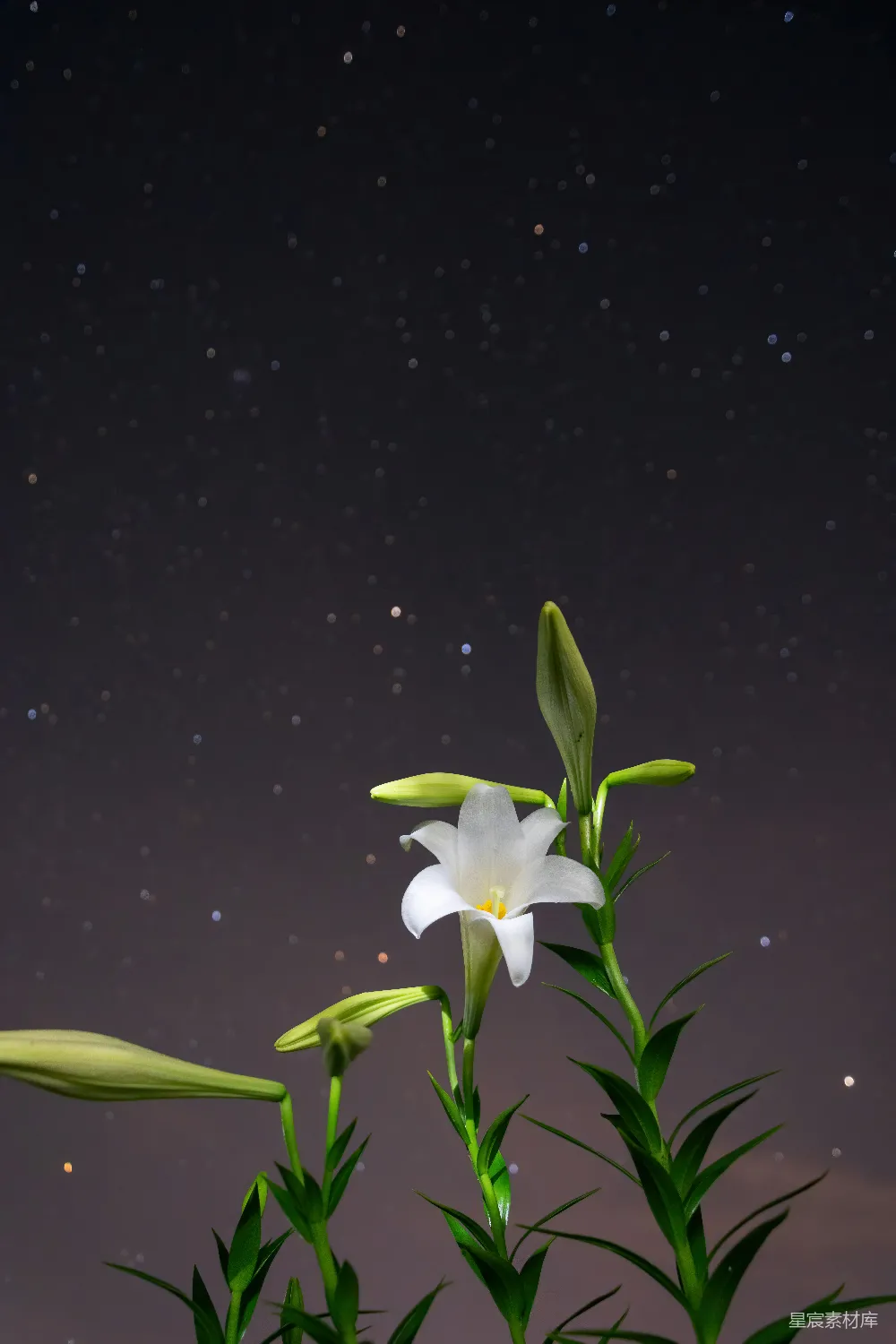 高清摄影 百合 花卉 自然 星空 静谧 星空下的百合