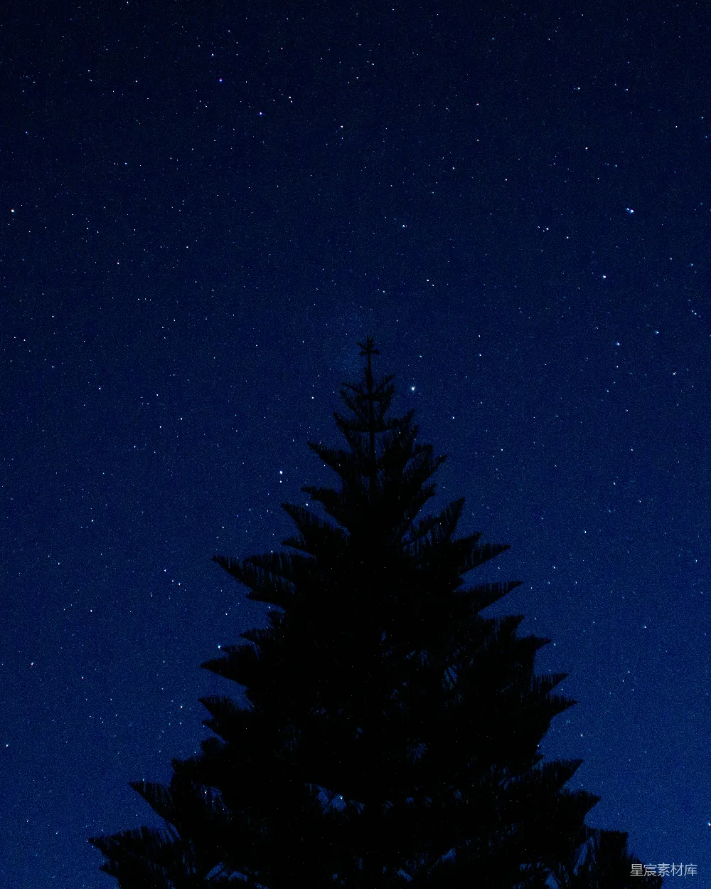 高清摄影 夜空 松树 剪影 宁静 自然 夜空下的松树剪影