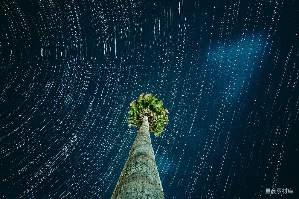 高清摄影 星轨 夜景 自然 摄影 星空 星轨下的棕榈树