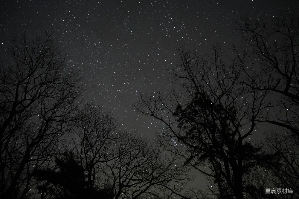 高清摄影 夜空 树影 星空 自然 宁静 夜空下的树影