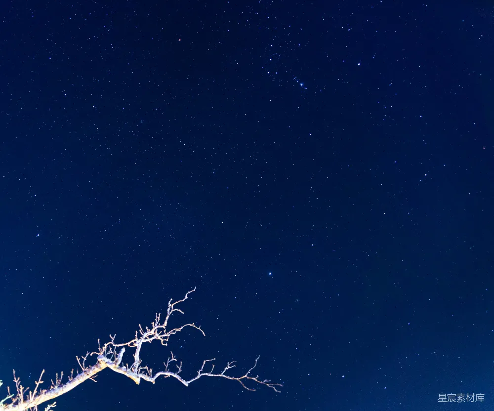 高清摄影 夜晚 星空 自然 宁静 枯枝 星空下的枯枝