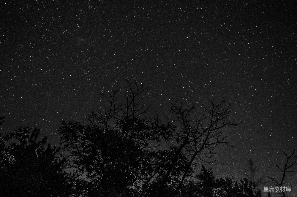 高清摄影 夜景 星空 静谧 自然 摄影 夜空下的树影