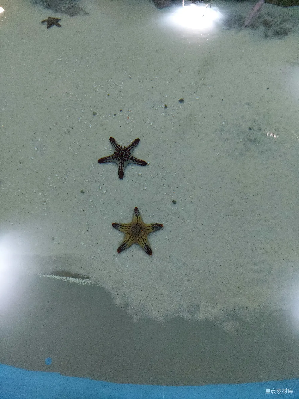 高清摄影 海底世界 自然生态 海洋生物 生物多样性 海滩 海底的海星