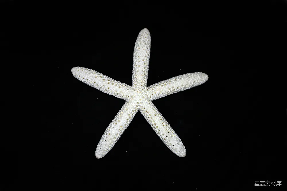 高清摄影 海星 自然 海洋生物 简洁 自然美 洁白的海星