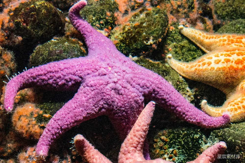 高清摄影 海星 海底世界 海洋生物 自然风光 彩色 斑斓海底的海星