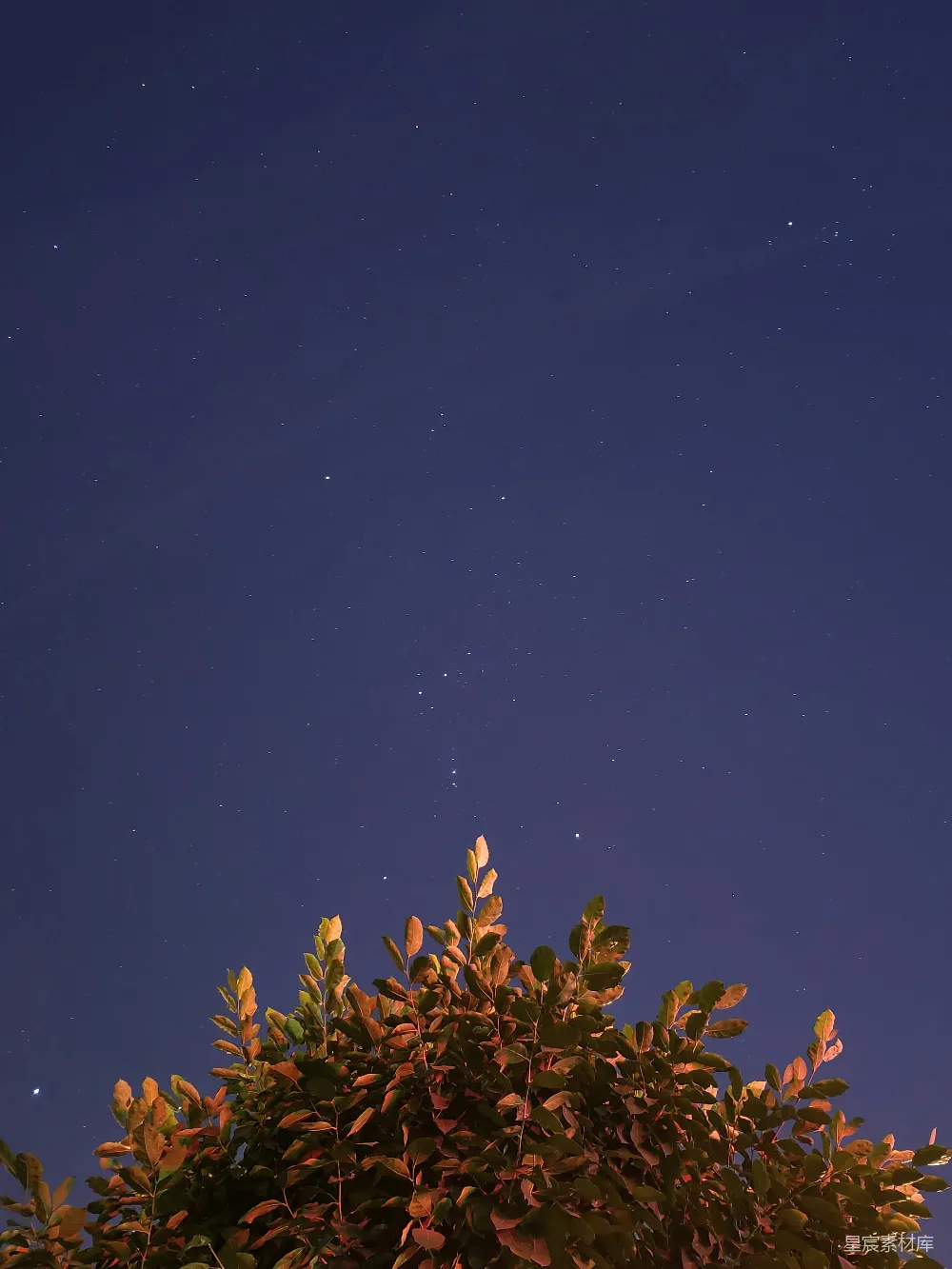 高清摄影 夜空 星星 树梢 宁静 自然 夜空下的树梢