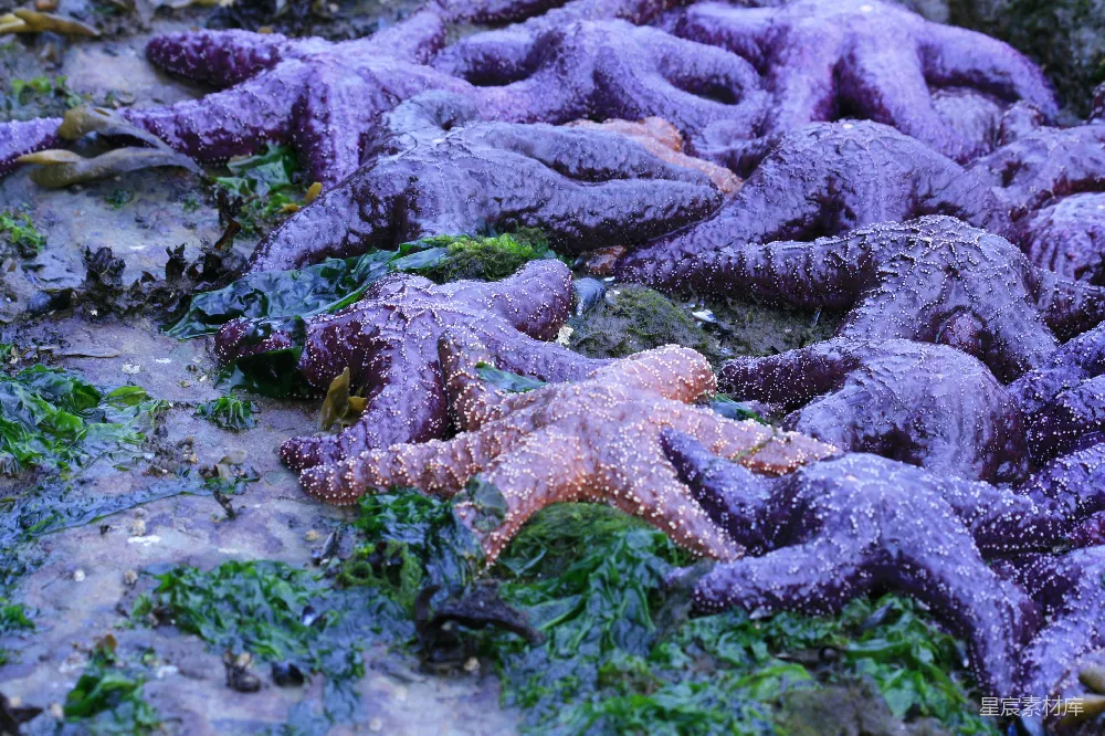 高清摄影 海洋生物 自然风光 紫色海星 海藻 海滩 紫色海星与海藻的自然之美