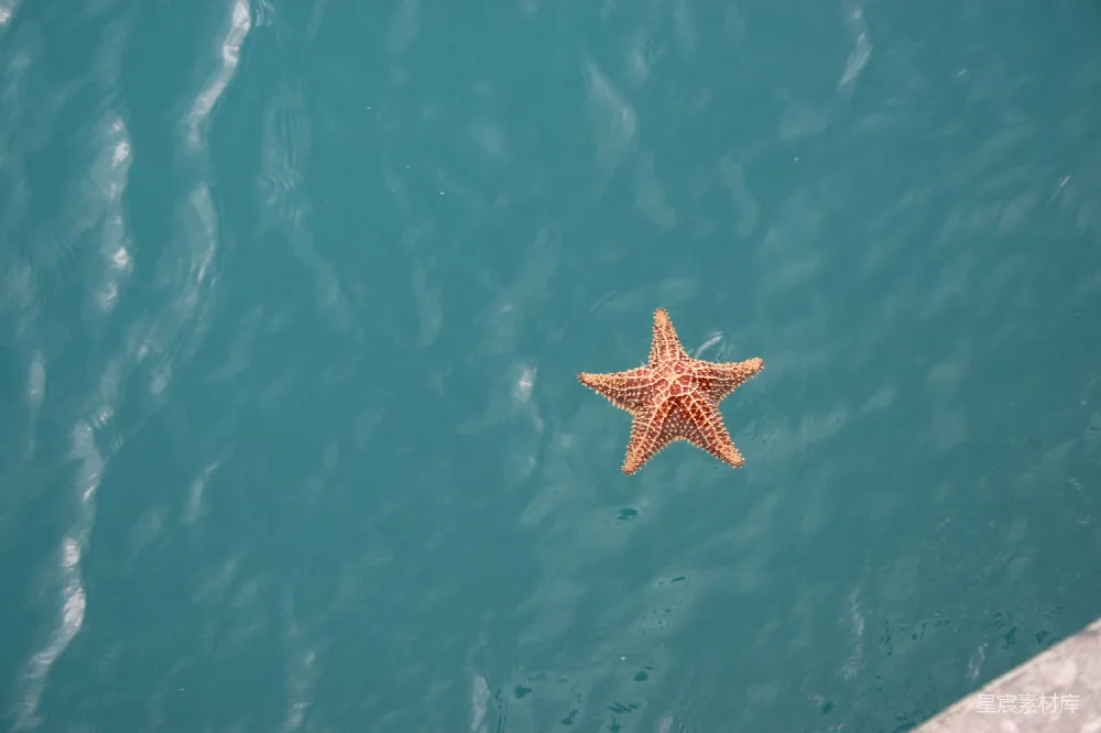 高清摄影 海洋 海星 宁静 自然 水 海星漂浮在宁静的水面上