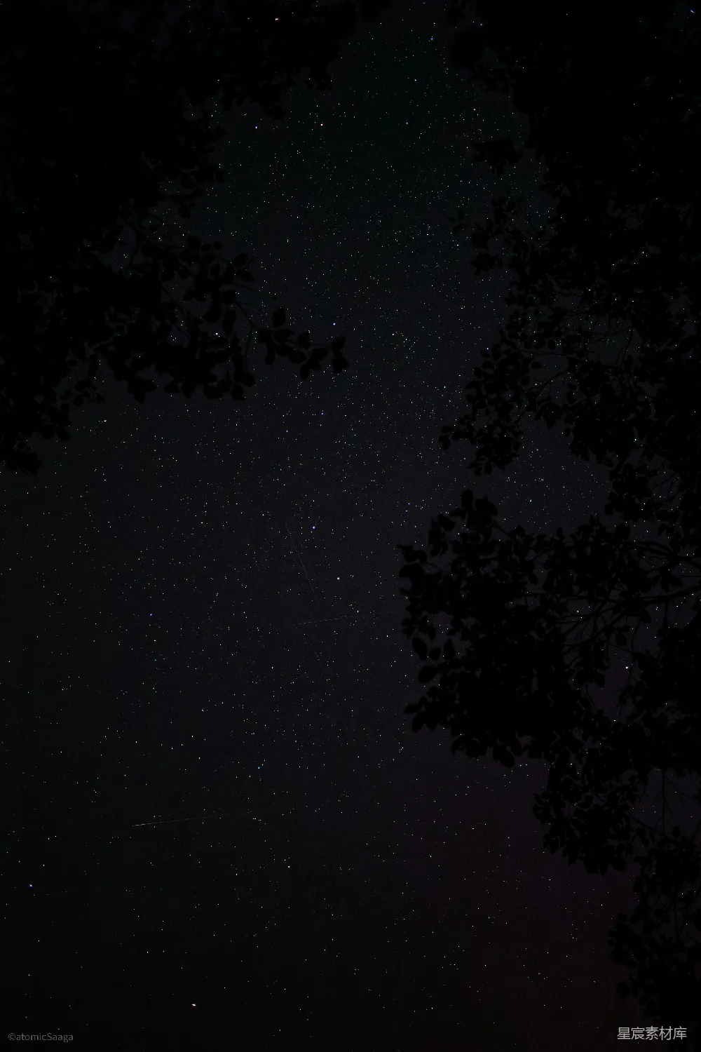 高清摄影 夜空 星空 自然 宁静 摄影 夜空下的树影