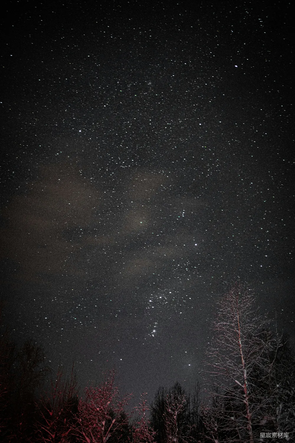 高清摄影 夜空 星星 树木 自然风光 宁静 夜空下的星光与树木