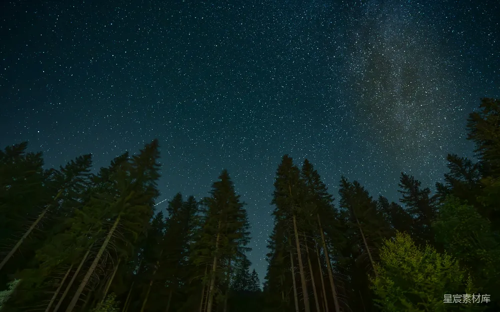 高清摄影 夜空 松林 星星 宁静 自然 夜空下的松林