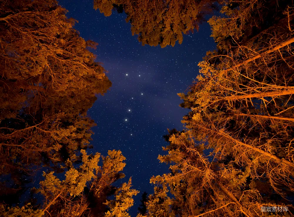 这张图片展示了在深蓝色的夜空中，点缀着星星的美丽景象。四周被树木环绕，树叶在月光或星光的照射下呈现出温暖的金色，营造出一种宁静而神秘的氛围。适用于自然风光、夜景摄影、宁静时刻的背景素材。