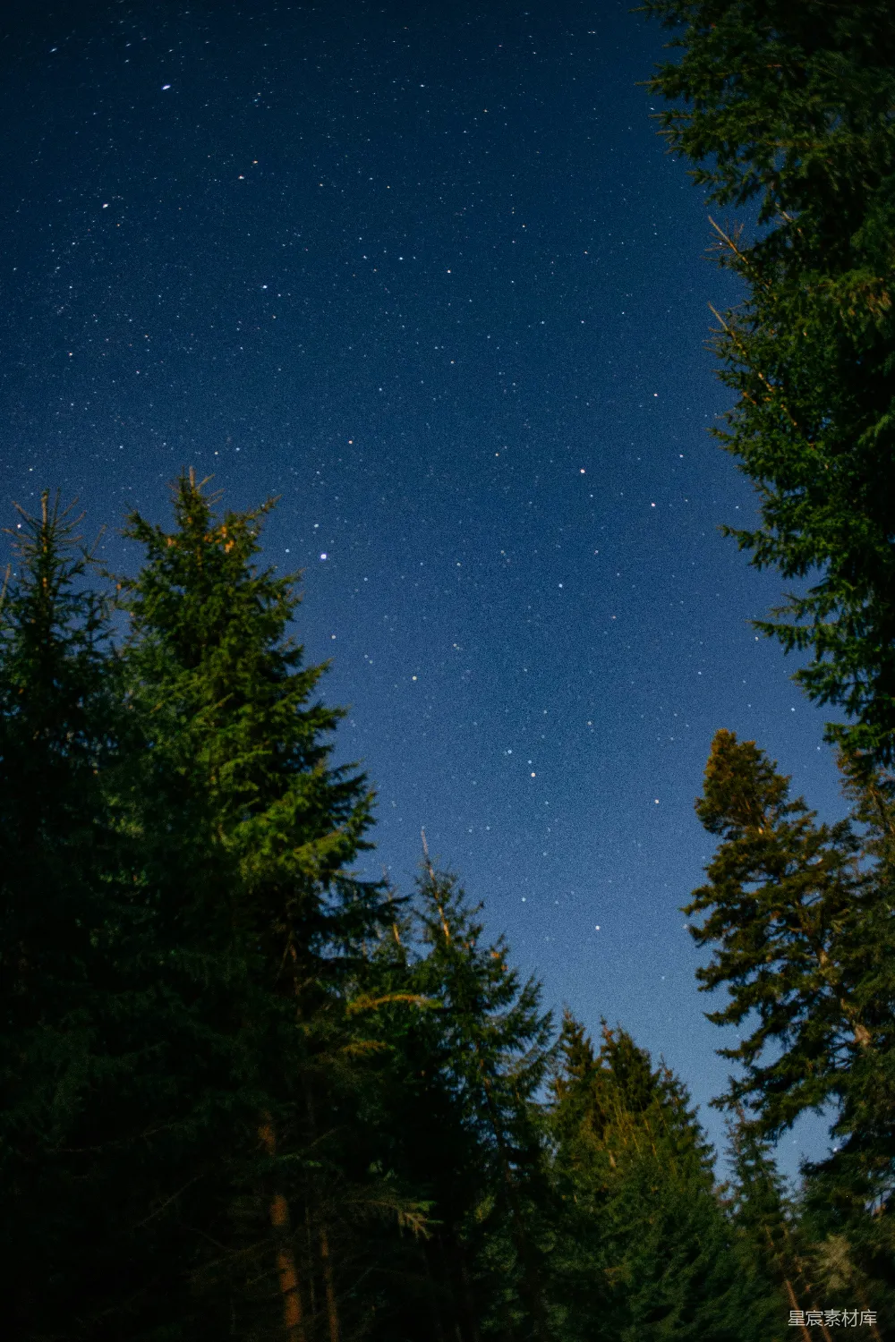 高清摄影 夜空 松树 宁静 星空 自然 夜空下的松树