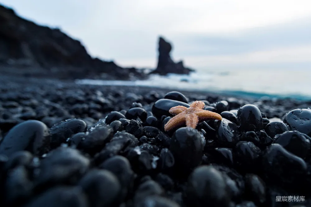 高清摄影 海滩 海星 自然 宁静 海岸 海滩上的海星
