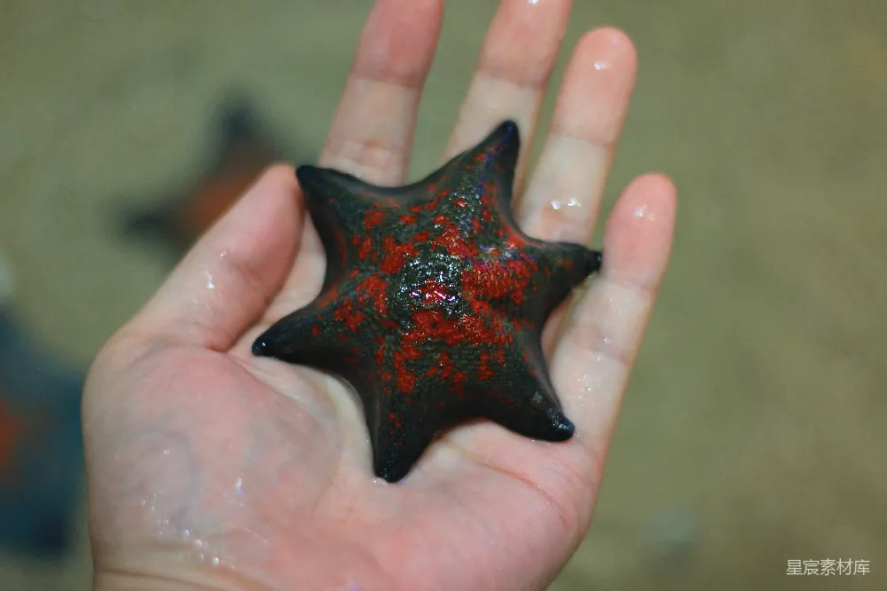 高清摄影 海星 自然 手部特写 海洋生物 自然之美 手掌中的红海星