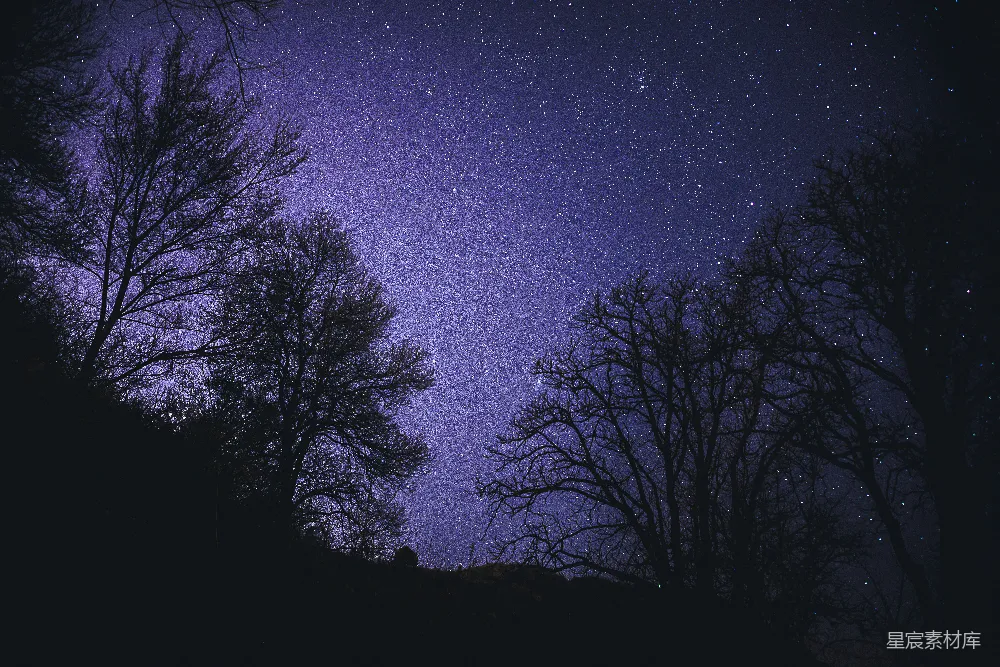 高清摄影 星空 树影 宁静 自然 夜晚 夜空下的树影