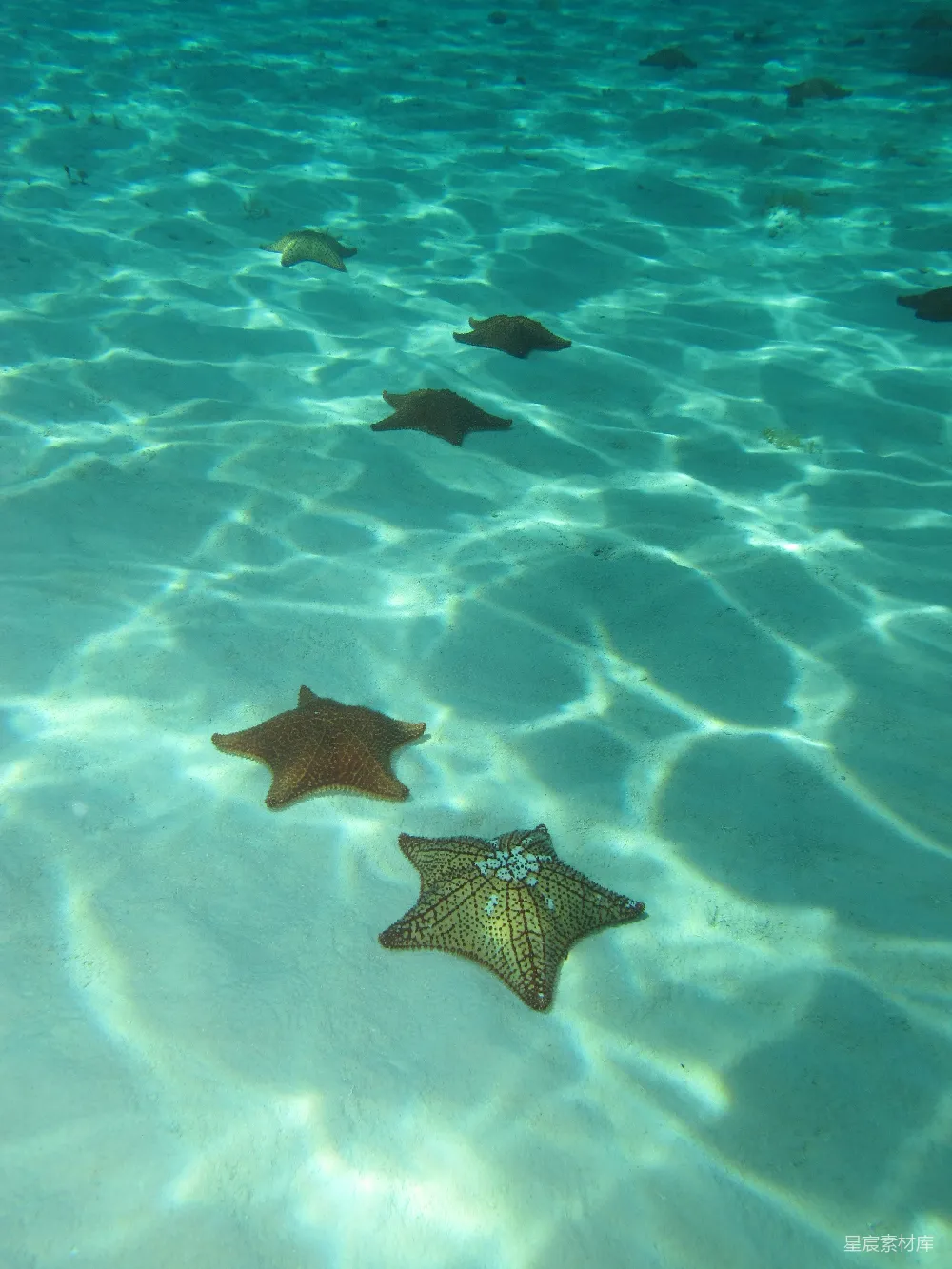 高清摄影 海洋 自然 生态 海底世界 水下 海底的海星