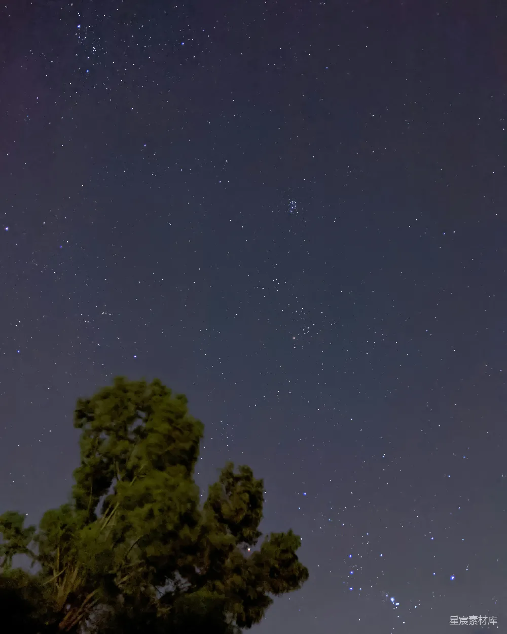 高清摄影 夜空 星河 自然 宁静 摄影 夜空下的松树