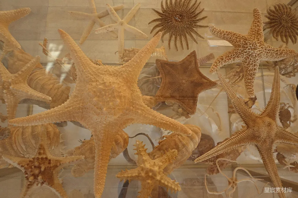 高清摄影 海洋生物 标本 博物馆 教育 自然 海洋生物标本展