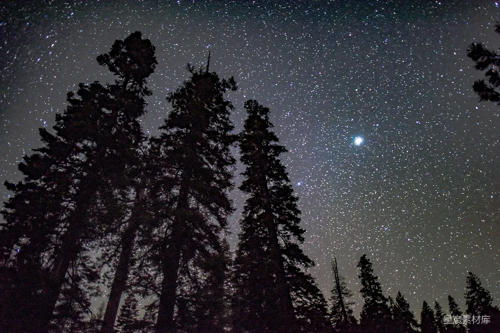 这张图片展示了夜晚的松林，树木的剪影在星空下显得格外宁静。星星密布的夜空与深色的树木形成了鲜明的对比，营造出一种平和而神秘的氛围。适合用于展示自然美景、摄影爱好者的作品集或户外探险的主题。