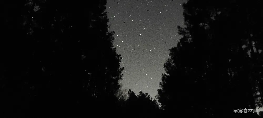 高清摄影 夜空 森林 宁静 星空 自然 夜空下的松林