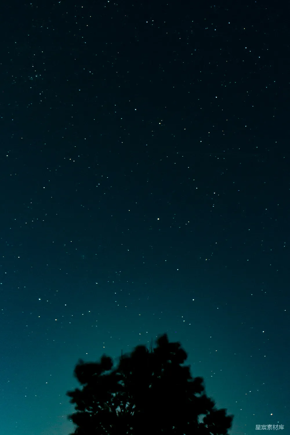 高清摄影 夜空 树影 宁静 自然 星空 夜空下的树影
