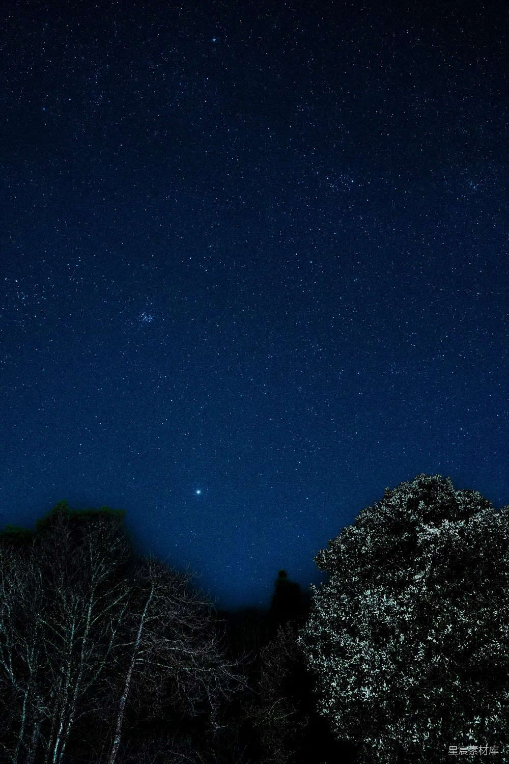 高清摄影 夜空 森林 星空 宁静 自然 深邃夜空下的森林