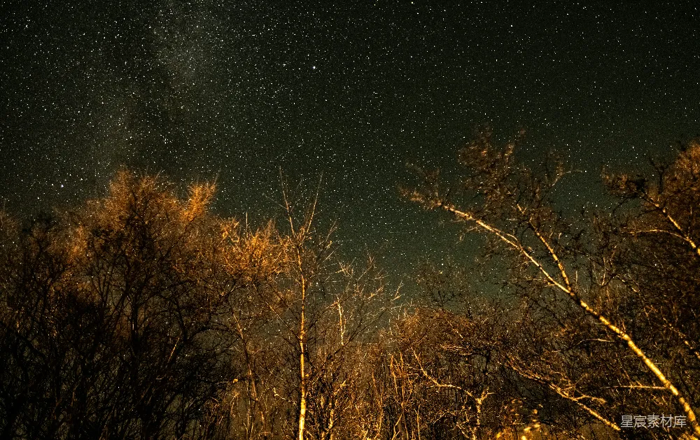 高清摄影 星空 树木 夜景 宁静 自然 冬夜星空下的枯树