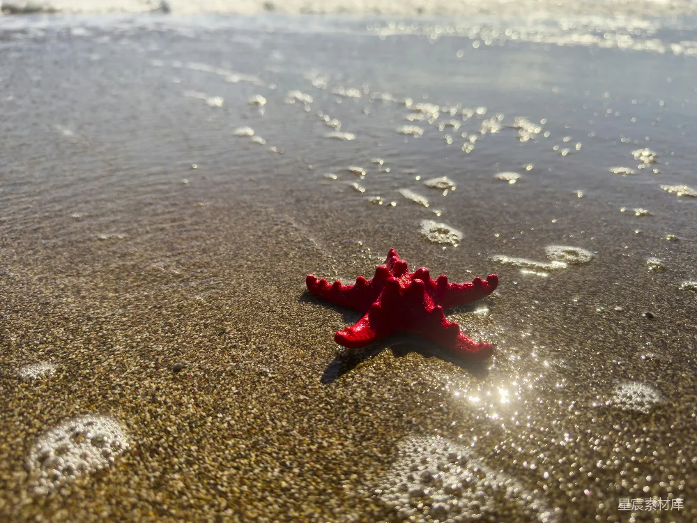 高清摄影 海滩 海星 自然 阳光 沙滩 海滩上的红色海星