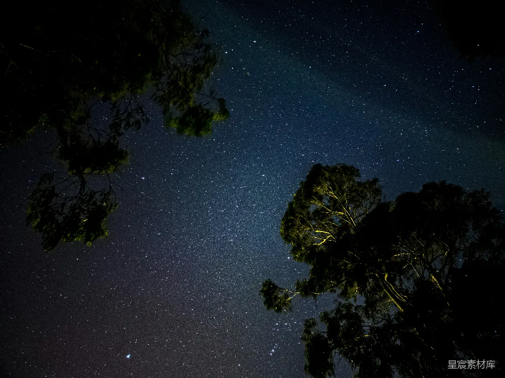 高清摄影 夜空 星星 树影 自然 宁静 夜空下的树影