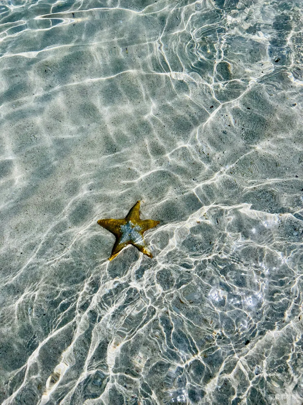 高清摄影 海滩 海星 自然 宁静 海洋 海滩上的海星